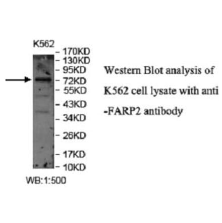 FARP2 Antibody from Signalway Antibody (40048) - Antibodies.com