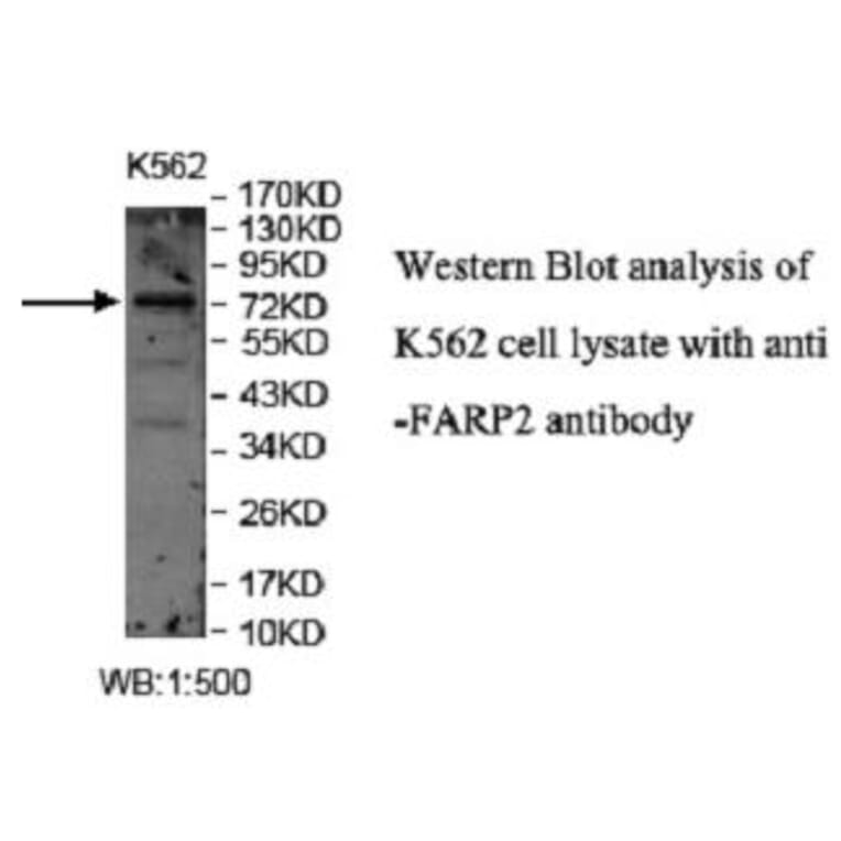 FARP2 Antibody from Signalway Antibody (40048) - Antibodies.com