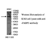 FARP2 Antibody from Signalway Antibody (40048) - Antibodies.com