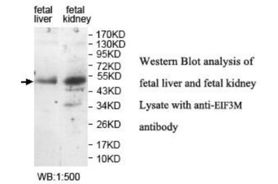 EIF3M Antibody from Signalway Antibody (40052) - Antibodies.com