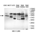EFHA1 Antibody from Signalway Antibody (40054) - Antibodies.com