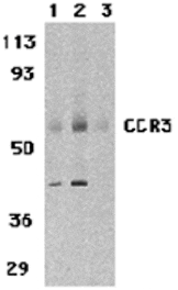 Western blot - CCR3 Antibody from Signalway Antibody (24007) - Antibodies.com