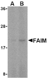 Western blot - FAIM Antibody from Signalway Antibody (24115) - Antibodies.com