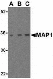 Western blot - MAP1 Antibody from Signalway Antibody (24162) - Antibodies.com