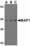 Western blot - MAP1 Antibody from Signalway Antibody (24162) - Antibodies.com