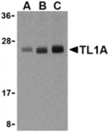 Western blot - TL1A Antibody from Signalway Antibody (24187) - Antibodies.com