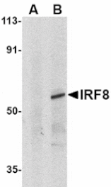 Western blot - IRF8 Antibody from Signalway Antibody (24266) - Antibodies.com