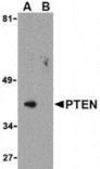 Western blot - PTEN Antibody from Signalway Antibody (24314) - Antibodies.com