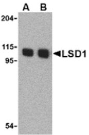 Western blot - LSD1 Antibody from Signalway Antibody (24397) - Antibodies.com