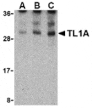 Western blot - TL1A Antibody from Signalway Antibody (24408) - Antibodies.com