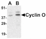 Western blot - UNG2 Antibody from Signalway Antibody (24430) - Antibodies.com