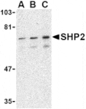 Western blot - SHP2 Antibody from Signalway Antibody (24446) - Antibodies.com