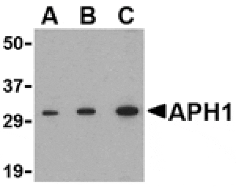 Western blot - APH1 Antibody from Signalway Antibody (24479) - Antibodies.com