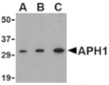 Western blot - APH1 Antibody from Signalway Antibody (24479) - Antibodies.com