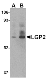 Western blot - LGP2 Antibody from Signalway Antibody (24586) - Antibodies.com