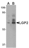 Western blot - LGP2 Antibody from Signalway Antibody (24586) - Antibodies.com