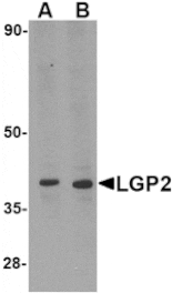 Western blot - LGP2 Antibody from Signalway Antibody (24587) - Antibodies.com