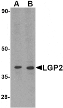 Western blot - LGP2 Antibody from Signalway Antibody (24587) - Antibodies.com