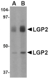 Western blot - LGP2 Antibody from Signalway Antibody (24588) - Antibodies.com
