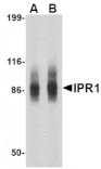 Western blot - IPR1 Antibody from Signalway Antibody (24612) - Antibodies.com