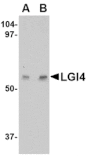 Western blot - LGI4 Antibody from Signalway Antibody (24651) - Antibodies.com