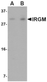 Western blot - IRGM Antibody from Signalway Antibody (24660) - Antibodies.com