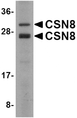 Western blot - CSN8 Antibody from Signalway Antibody (24682) - Antibodies.com