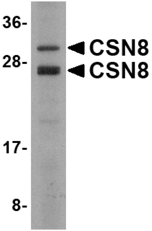 Western blot - CSN8 Antibody from Signalway Antibody (24682) - Antibodies.com
