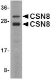 Western blot - CSN8 Antibody from Signalway Antibody (24682) - Antibodies.com