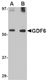 Western blot - GDF6 Antibody from Signalway Antibody (24717) - Antibodies.com