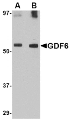 Western blot - GDF6 Antibody from Signalway Antibody (24717) - Antibodies.com