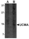 Western blot - UCMA Antibody from Signalway Antibody (24908) - Antibodies.com