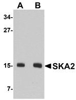 Western blot analysis of SKA2 in 3T3 cell lysate with SKA2 antibody at (A) 0.5 and (B) 1 µg/mL.