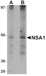 Western blot - NSA1 Antibody from Signalway Antibody (25084) - Antibodies.com
