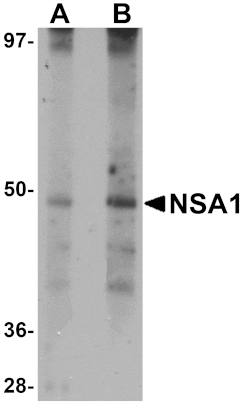 Western blot - NSA1 Antibody from Signalway Antibody (25084) - Antibodies.com