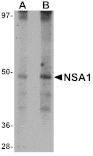 Western blot - NSA1 Antibody from Signalway Antibody (25084) - Antibodies.com
