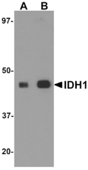 Western blot - IDH1 Antibody from Signalway Antibody (25141) - Antibodies.com