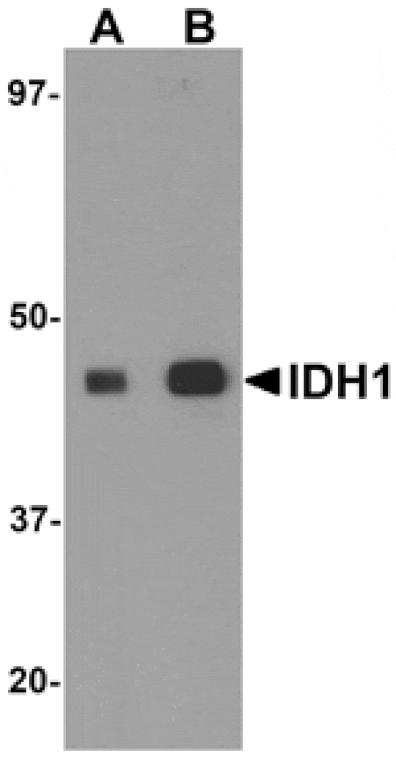 Western blot - IDH1 Antibody from Signalway Antibody (25141) - Antibodies.com