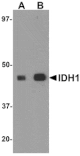 Western blot - IDH1 Antibody from Signalway Antibody (25141) - Antibodies.com