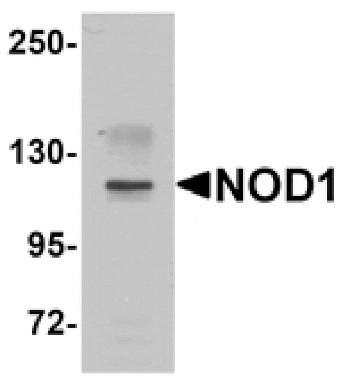 Western blot - NOD1 Antibody from Signalway Antibody (25174) - Antibodies.com