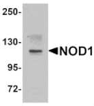 Western blot - NOD1 Antibody from Signalway Antibody (25174) - Antibodies.com
