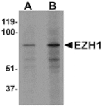 Western blot - EZH1 Antibody from Signalway Antibody (25290) - Antibodies.com
