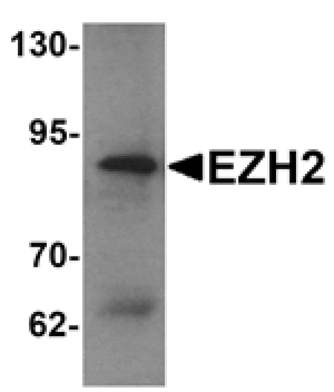 Western blot - EZH2 Antibody from Signalway Antibody (25291) - Antibodies.com
