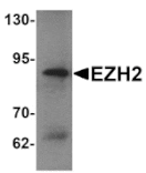 Western blot - EZH2 Antibody from Signalway Antibody (25291) - Antibodies.com