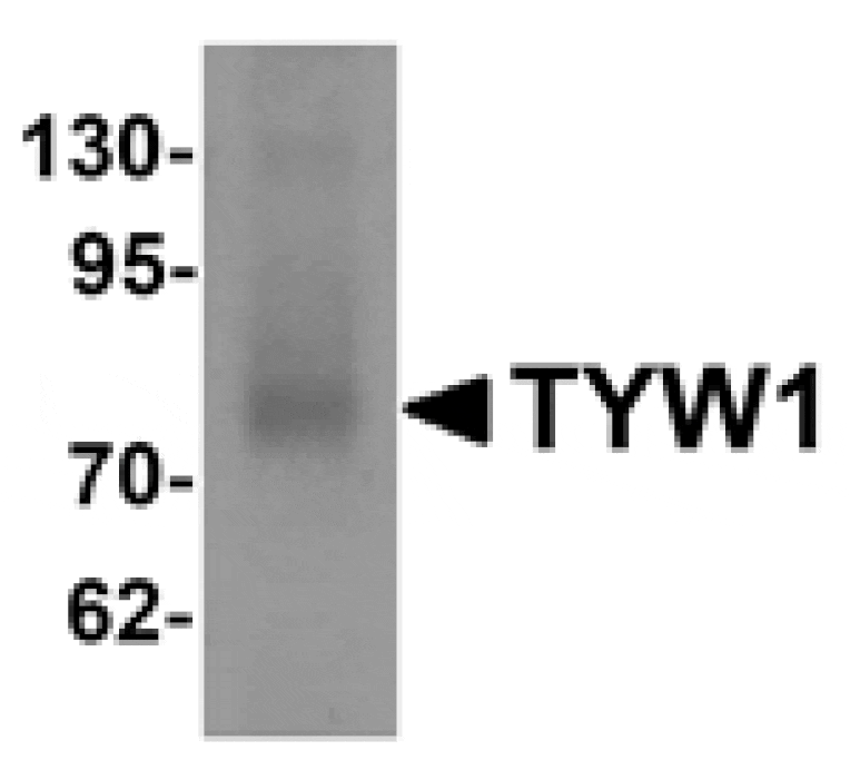Western blot - TYW1 Antibody from Signalway Antibody (25314) - Antibodies.com