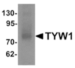Western blot - TYW1 Antibody from Signalway Antibody (25314) - Antibodies.com