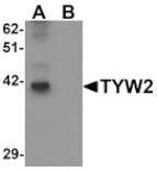 Western blot - TYW2 Antibody from Signalway Antibody (25315) - Antibodies.com