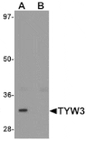 Western blot - TYW3 Antibody from Signalway Antibody (25316) - Antibodies.com