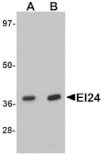 Western blot - EI24 Antibody from Signalway Antibody (25356) - Antibodies.com
