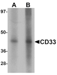Western blot - CD33 Antibody from Signalway Antibody (25387) - Antibodies.com